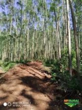 Vendo area de terras 24 hectares com 25 mil pes de eucalipto