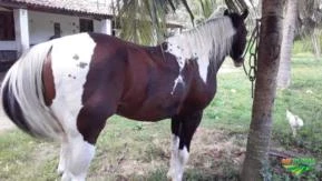 Cavalo Pant Horse