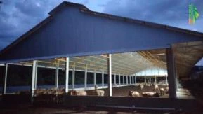 Sistema de confinamento para gado de leite - Compost barn