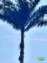 Vendo uma palmeira imperial muito grande