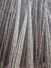 Bambu cana da india