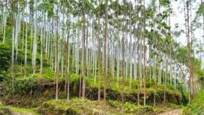 Fazenda para Venda de 156 hectares com 125 hectares de Reflorestamento Eucalipto em Santa Catarina