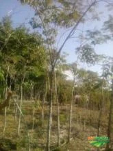 Mudas de árvores Nativas
