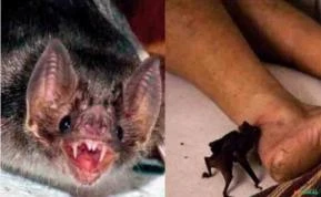 Repelente / Eliminador de morcegos