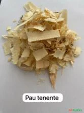 PAU TENENTE