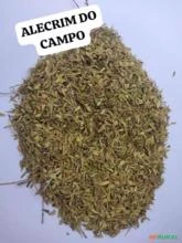 ALECRIM DO CAMPO
