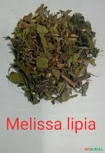 MELISSA LIPPIA