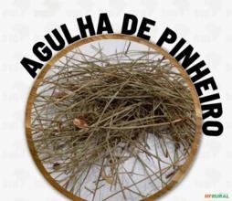 AGULHA DE PINHEIRO