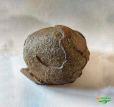 Meteorito à Venda