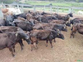 70 vacas a venda: Angus, Wagyu, Cruzamentos