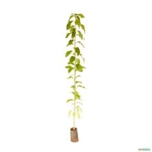 Muda de Pau D'alho (planta Com Propriedades Medicinais) Altura de 0,40 cm a 0,80 cm