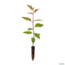 Muda de Eucalipto Citriodora Pronta P. Plantio 10 cm a 40 cm