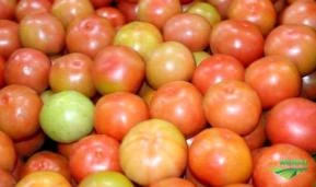 Compro tomate de descarte