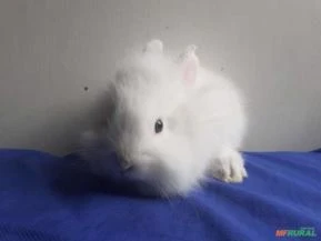 Mini coelho