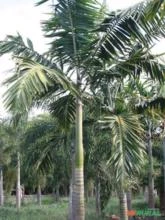 Palmeira Veitchia joannis