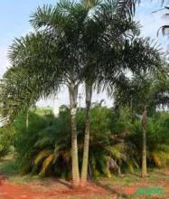 Palmeira de Petrópolis