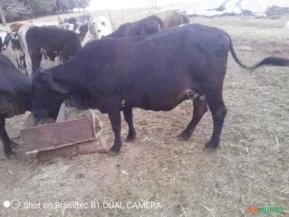 Vacas/novilhas para abate