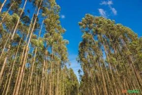 Procuro florestas de eucalipto a venda