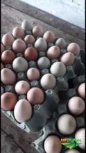 Ovos Caipiras Frescos