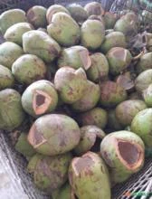 Casca de Coco Verde á venda