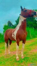 Cavalo Criolo Tobiano