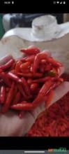Vendo pimenta malagueta curtida na pinga