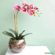 Musgo sphagnum Orquídeas