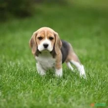Maravilhosos Filhotes de Beagle macho !!