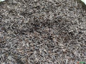 Casca de arroz carbonizada