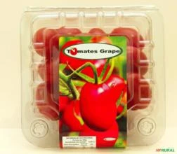 Tomates grape