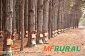 Floresta de Pinus 8 Milhões de toneladas - Floresta de Duni e Urogrands3 Milhões de toneladas cada