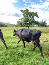 Lote de Vacas Leiteiras em Goiás
