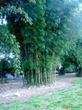 Bambu para plantar tomate
