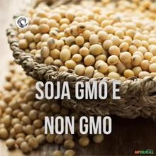 SOJA GMO E NON GMO - CONSUMO HUMANO