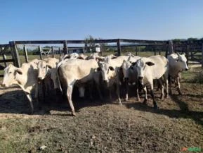 Vacas Tabapuã Excelentes para Reprodução