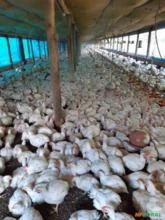 Sitio com produção de frango integrada - Duartina/SP