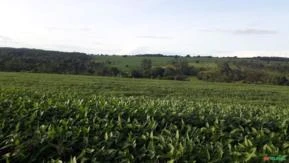 Fazenda para agricultura em Goiás