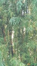 Bambu gigantes