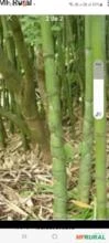 Bambu cana da Índia