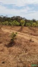 Fazenda Com Plantaçao De Mogno Africano