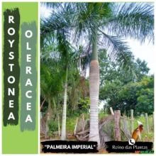 Palmeira Imperial (Roystonea oleracea)