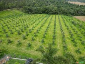 Fazenda Vida Longa, com produção de oliveiras em Andradas MG