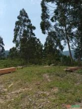 Arrendamento de Terreno rural vocação para pastagem, reflorestamento ou outras atividades