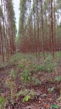 Venda Árvores de eucalipto 6 anos 18 hectares