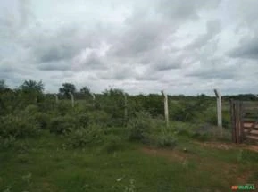 Arrendamento de 160 hectares de terras ferteis as margens da BR 116