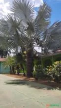 Palmeira Azul Adulta  com 10m de altura e 7 anos de idade