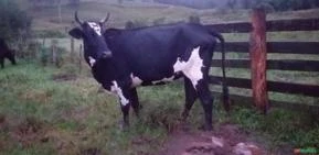 Vaca Holandesa Prenha de 3 meses