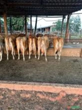 Vacas Jersey PO sem confirmação de Prenhez