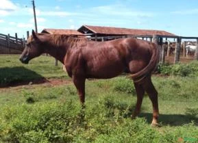Cavalo Quarto de Milha em Alvorada Tocantins