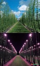 Lâmpadas de LED para cultivo de lúpulo